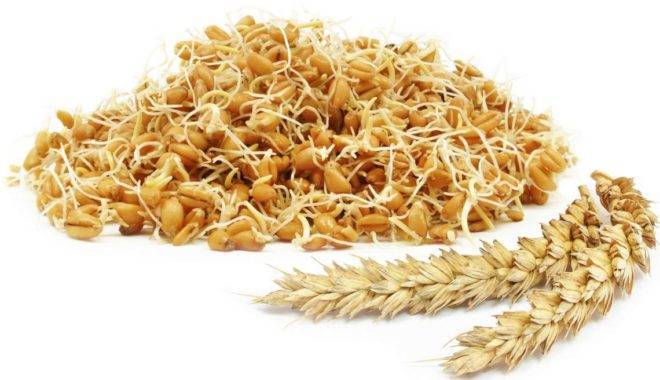 Правила кормления кур пророщенной пшеницей и как ее вырастить самостоятельно