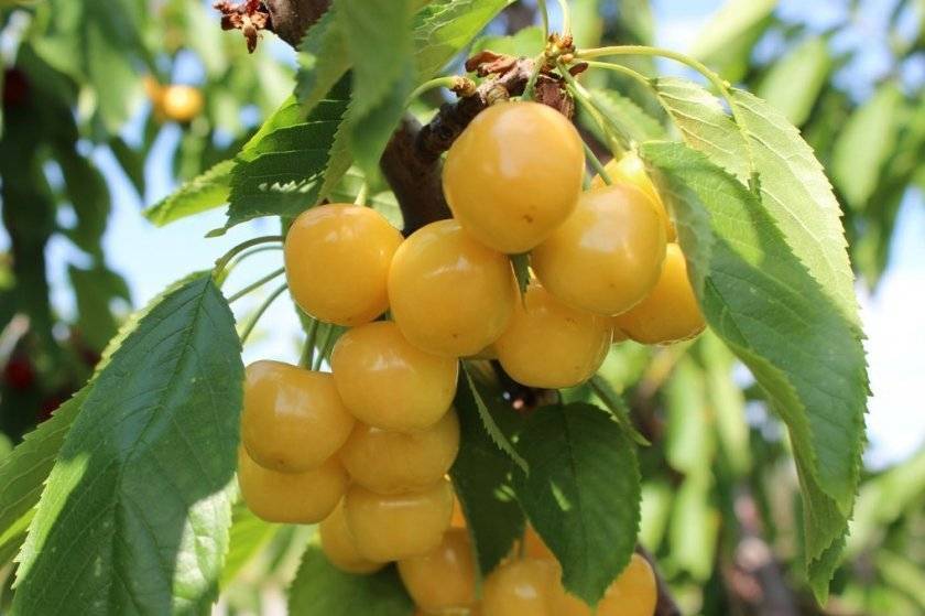Сорта желтой черешни для выращивания на индивидуальных участках
