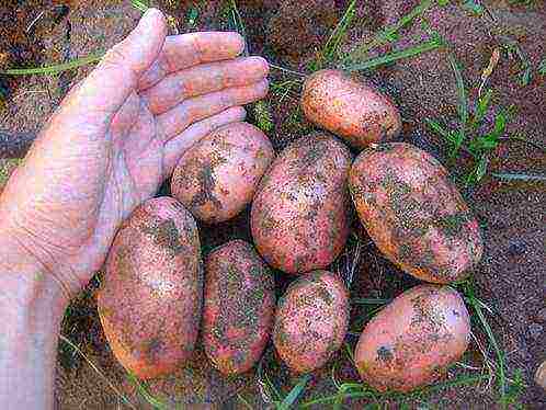Раннеспелый столовый сорт картофеля «уладар»: описание, фото и отзывы дачников
