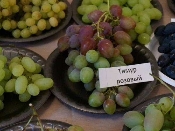 Виноград тимур: белая культура, дающая 10 кг ягод с куста