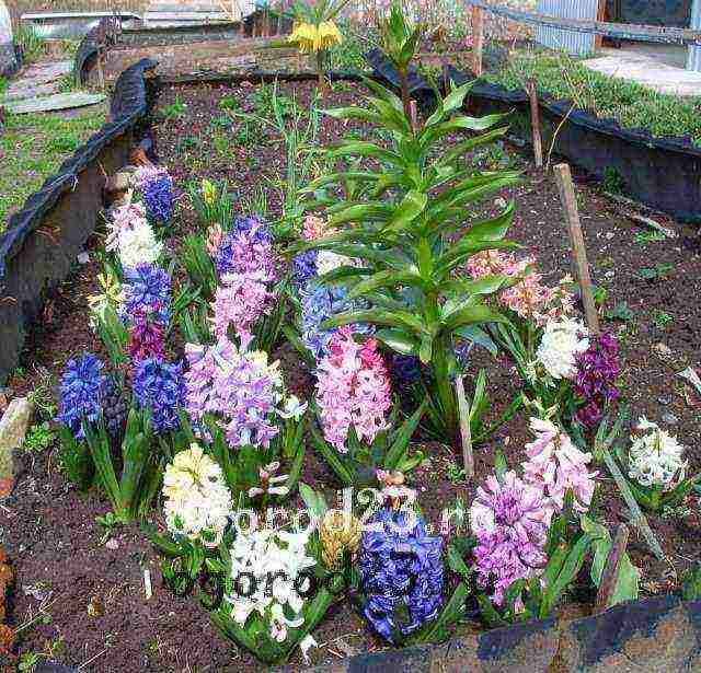 Гиацинты в саду, выращивание