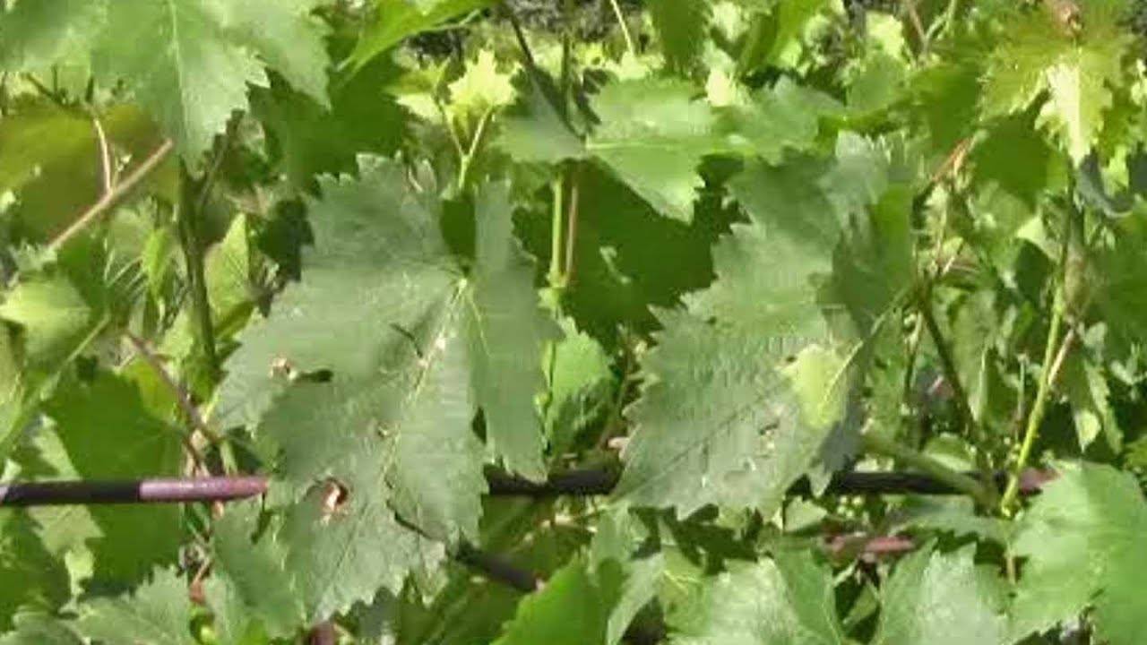 Уход за виноградом в июле – 3 самые важные процедуры