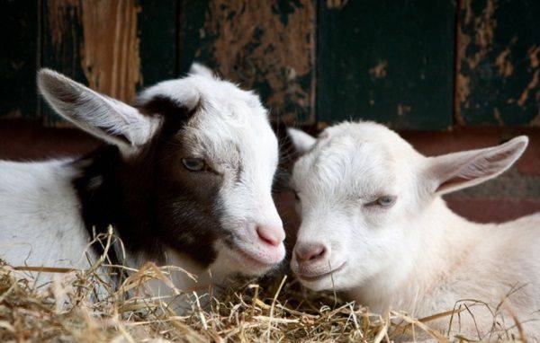 Как быстро отучить козу высасывать у себя свое молоко, причины и решение
