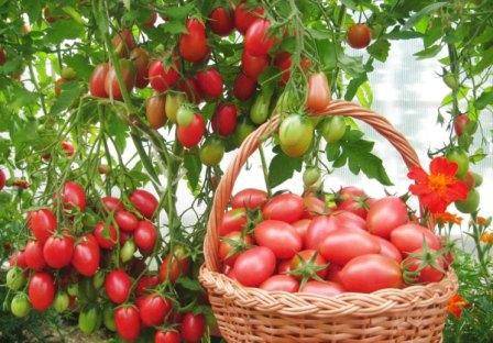 Как подкормить помидоры йодом