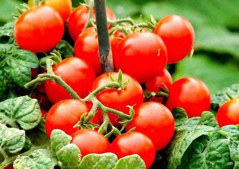 Правила выращивания помидоров дома на подоконнике