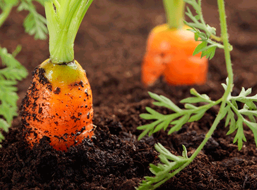 Как бороться с тлей на моркови народными средствами и химическими препаратами