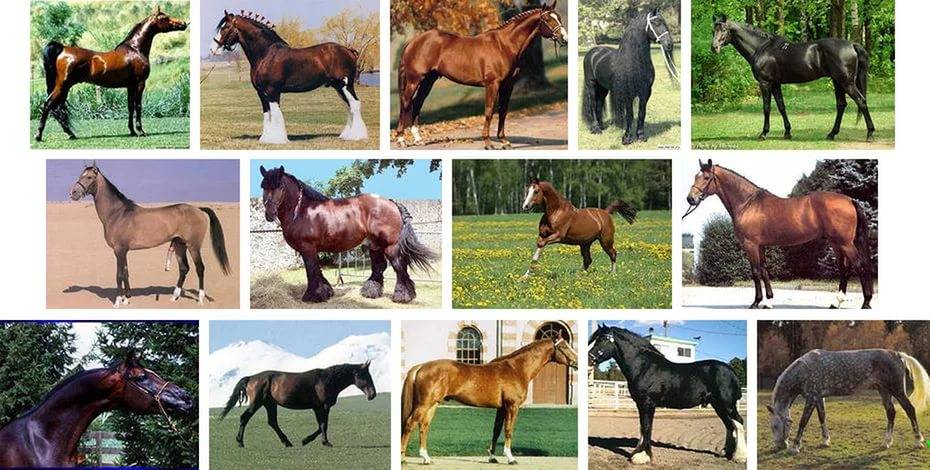 Описание и правила содержания лошадей рысистой породы, применение и стоимость