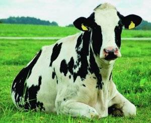 Основные характеристики голштино-фризской породы коров