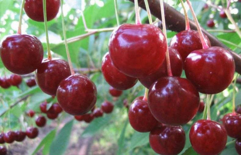 Сорт вишни «кармин джуэл» — основные особенности выращивания