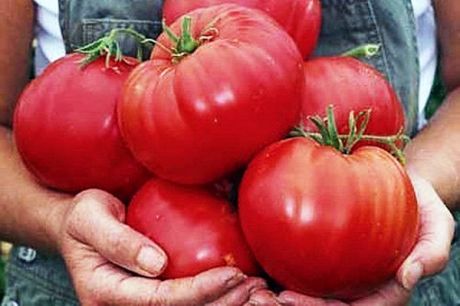 Удивительно ровные по размеру томаты «розализа f1»: описание сорта, рекомендации по выращиванию