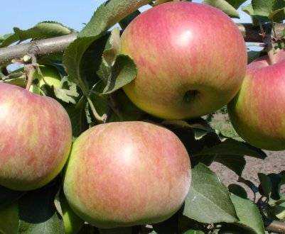 Описание яблони сорта орлик: характеристики, фото, отзывы садоводов, видео