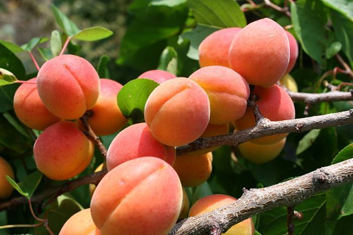 Характеристики сорта абрикосов десертный, описание регионов выращивания и опылителей