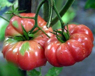 «малиновый гигант» — сорт помидор раннего срока созревания