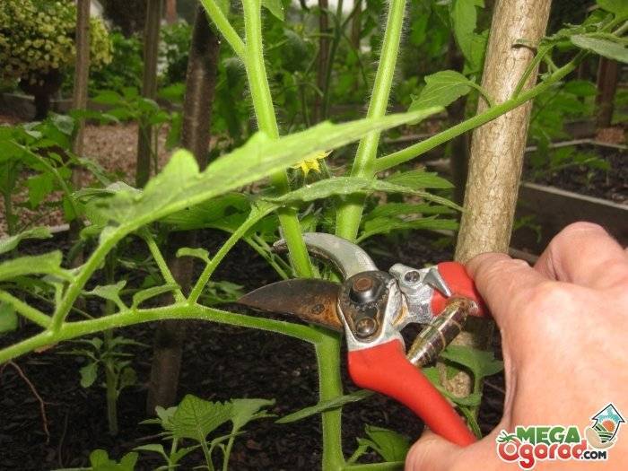 Как ухаживать за томатами летом, чтобы получить хороший урожай