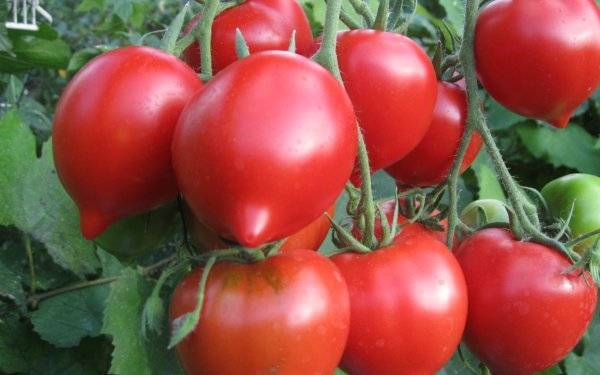 Характеристики и описание хорошо зарекомендовавшего себя сорта томата «примадонна» f1