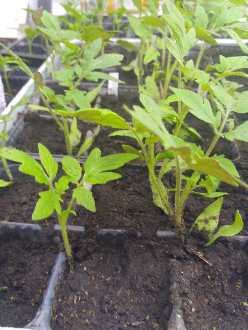 Как досвечивать рассаду томатов