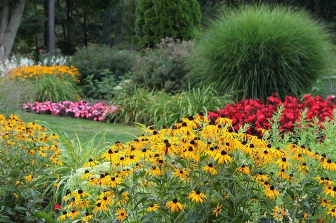 Солнечный цветок рудбекия: фото, посадка и уход, особенности выращивания золотого шара и видов с простыми цветами
