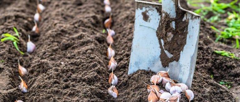 Когда собирать урожай чеснока посаженного под зиму в 2020 году: сроки