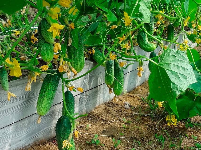 Как вырастить хороший урожай огурцов в открытом грунте и теплице