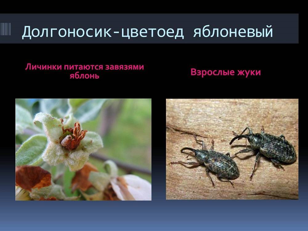 Яблоневый цветоед: внешний вид и жизненный цикл насекомого