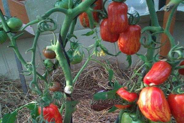 Томат большой полосатый кабан: характеристика и описание сорта, урожайность с фото