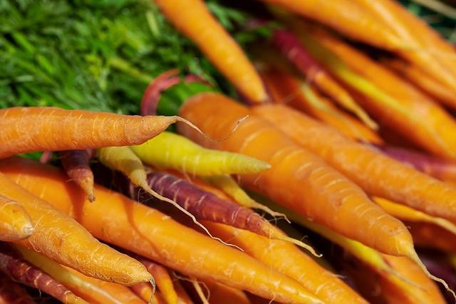 Чем полить морковь от морковной мухи