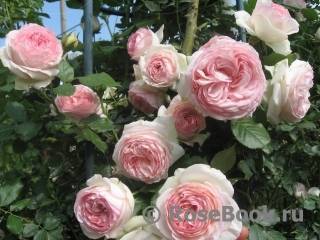 Описание и характеристики роз сорта Пьер де Ронсар, посадка и уход