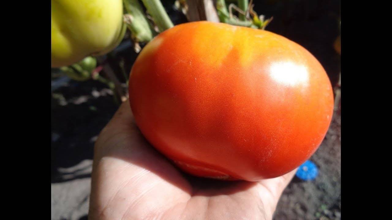 Самые популярные ранние сорта томатов