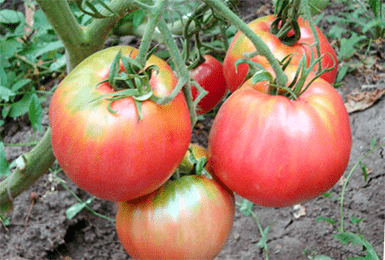 Добрый томат воловье сердце: описание сорта