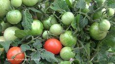 Ленивый способ выращивания помидоров опробованный годами