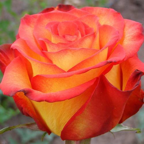 Выращивание шток-розы из семян, когда сажать и как добиться цветения