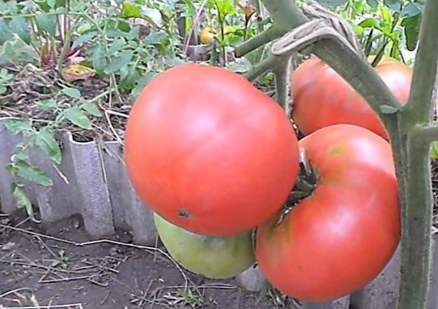 Голландский томат «биг биф f1»: что думают о голландском гибриде дачники и советы по выращиванию