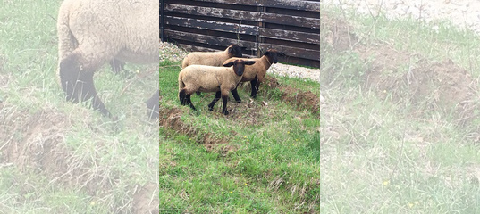 Описание овец породы дорсет, главные преимущества и возможности для скрещивания 