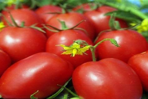 Описание и характеристика сорта томата Сливка медовая
