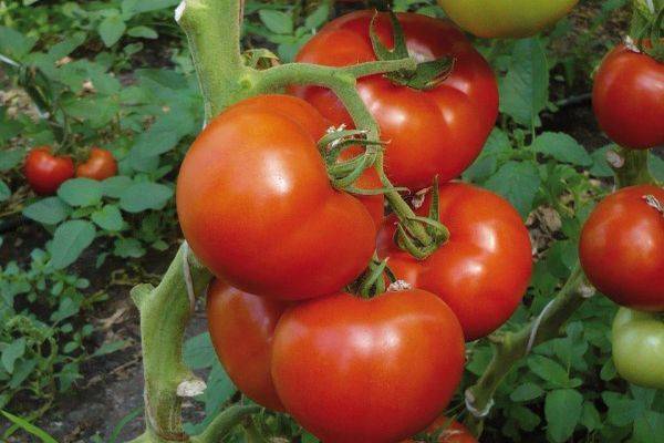 Описание сорта томата Берберана, характеристика и урожайность