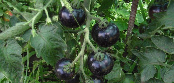 Сорт томата «багира»: фото, отзывы, описание, характеристика, урожайность