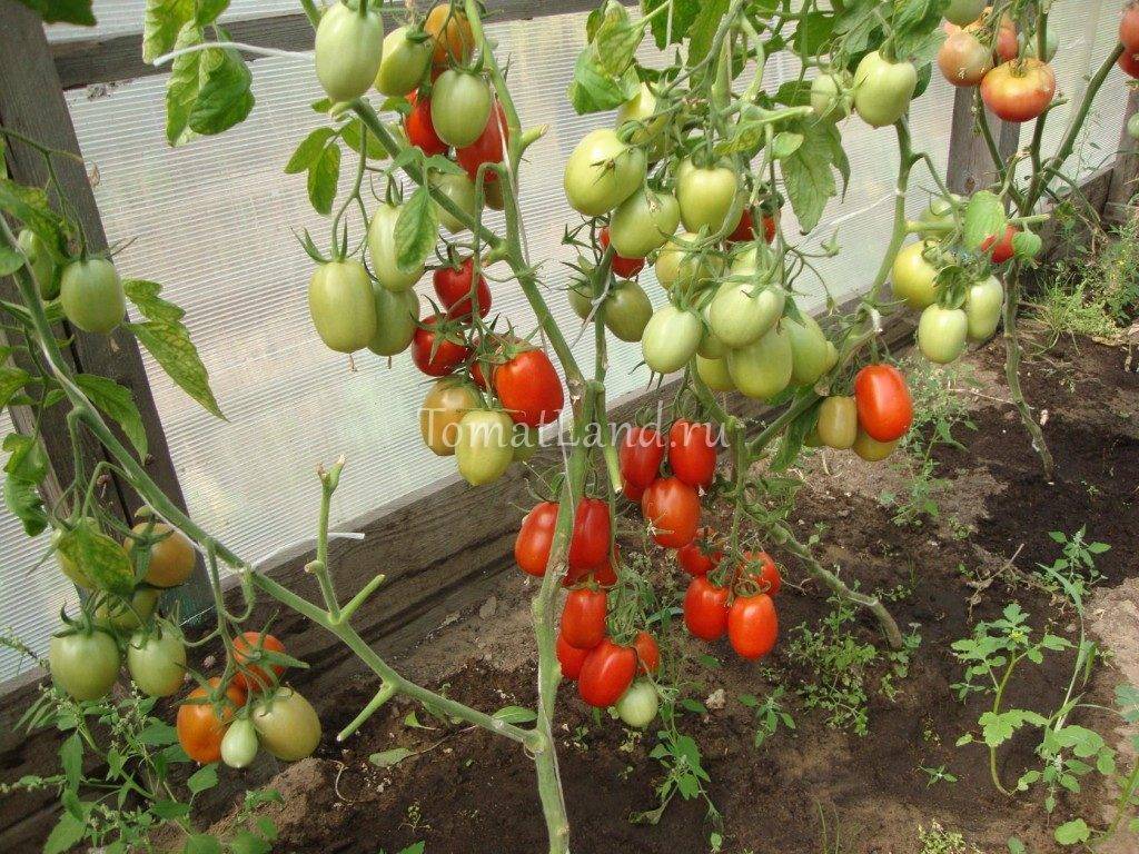 Характеристика и описание сорта томата Корнабель, его выращивание