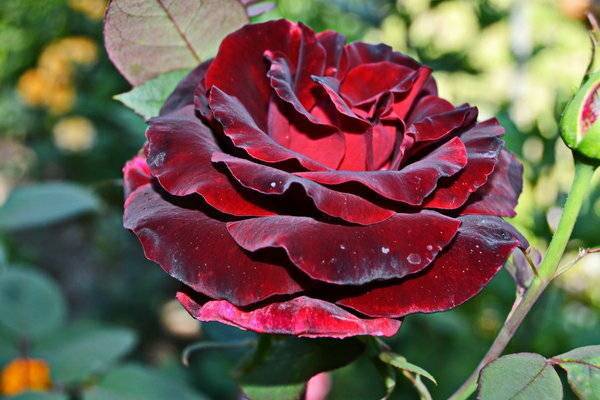 Эффектная черная роза: описание сортов с фото. где взять семена, как самому покрасить или вырастить цветок?