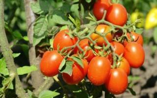 Томат черри ира: характеристика и описание сорта, урожайность с фото