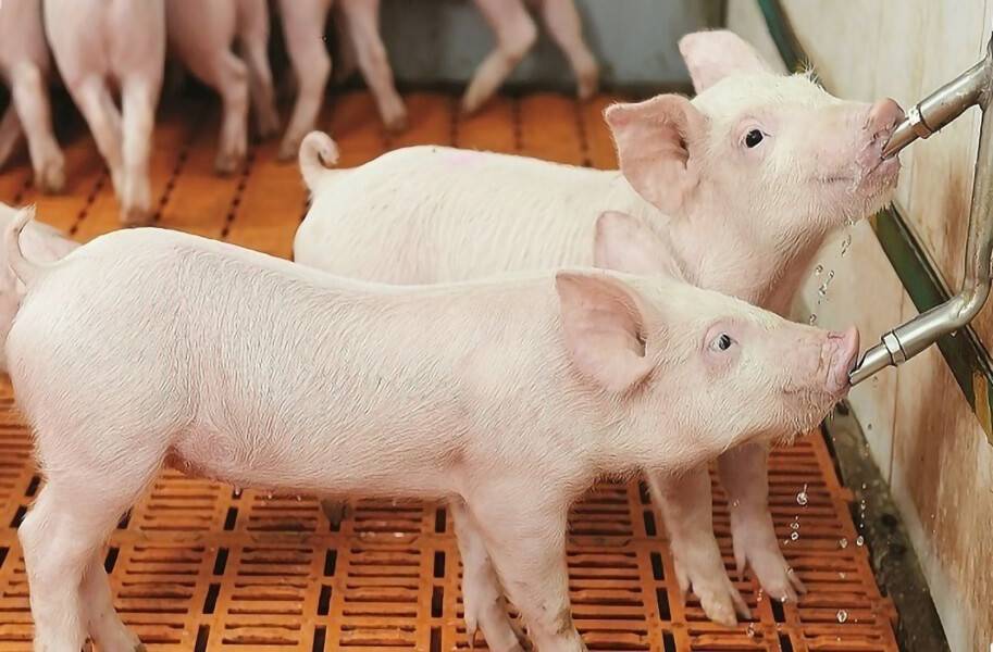 Поилки для свиней: какие бывают и варианты изготовления своими руками