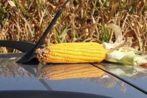 Лущилка для кукурузы своими руками: чертежи с видео