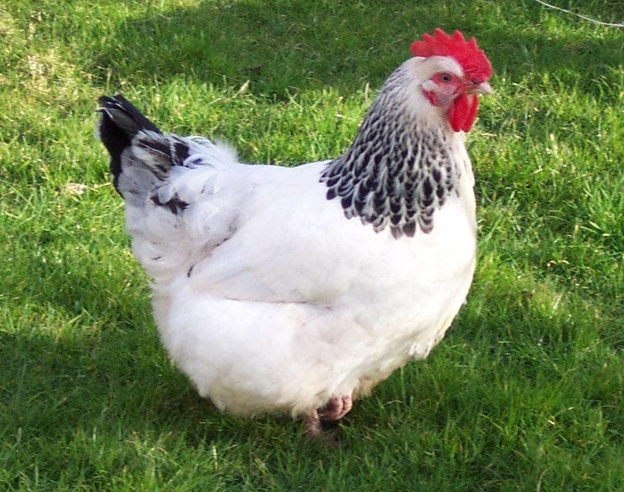 Адлерская серебристая порода кур