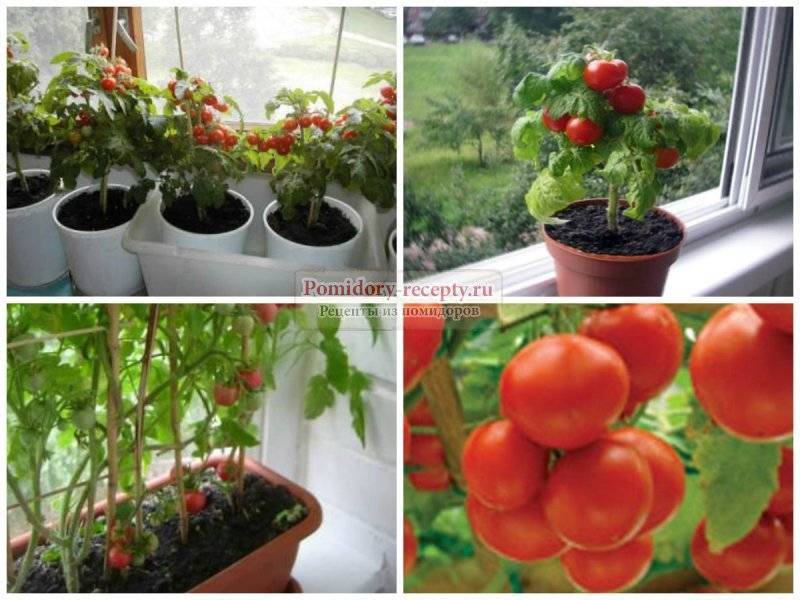 Выращивание и уход за помидорами черри в открытом грунте, теплице и дома