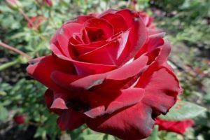 Фиолетовые розы, картинки или реальность, сорта и особенности выращивания
