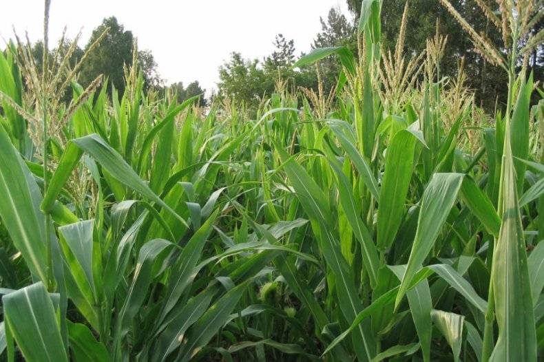 Гербицид для кукурузы: что это, виды препаратов и применение