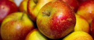 Плюсы выращивания зимнего сорта яблони беркутовское