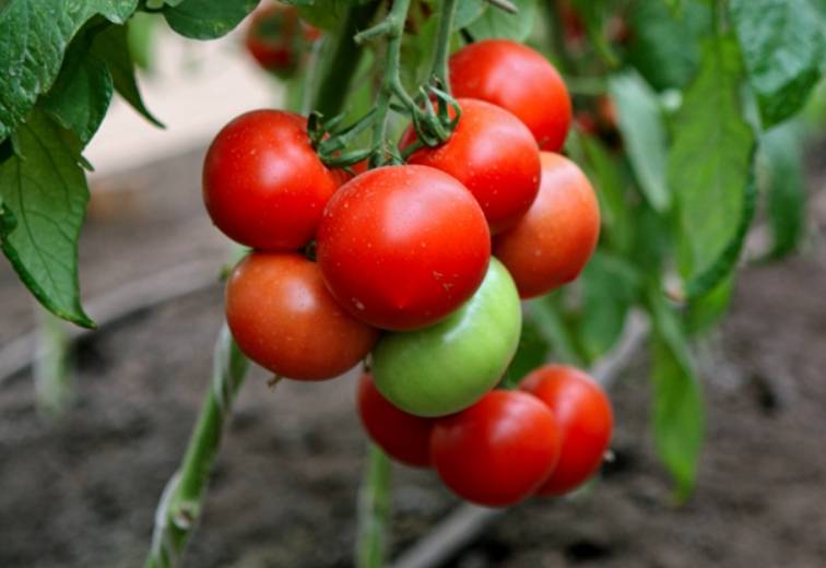 Сорт помидор «хали-гали» f1: описание и уход