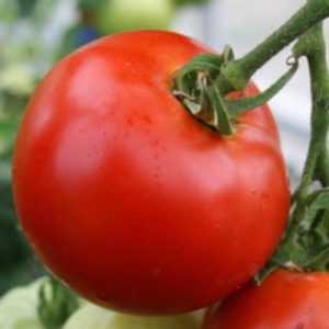 Характеристика и описание сорта томата Король Гигантов, его урожайность