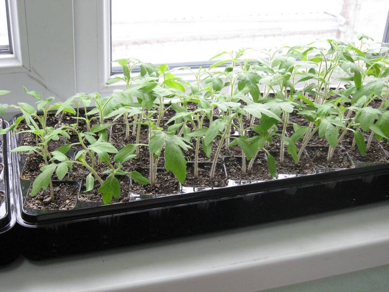 Как посадить и выращивать помидоры без пикировки рассады