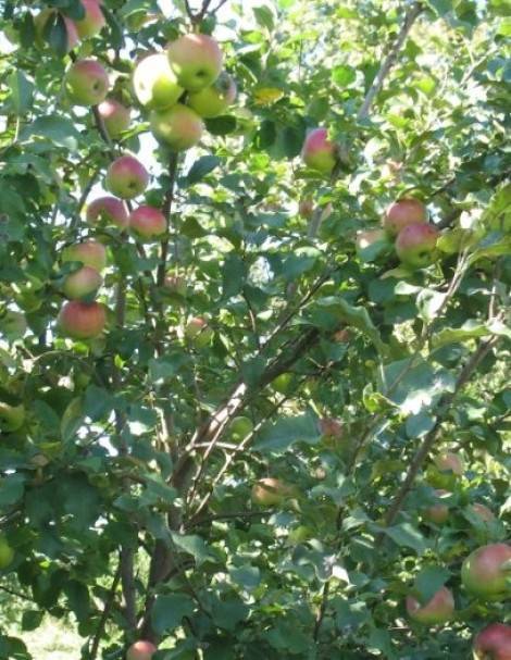 Яблоня сурхурай: особенности сорта и ухода